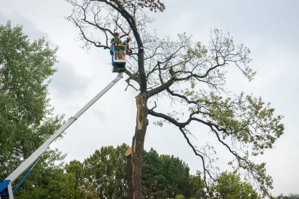 Best Tree Cabling and Bracing  in Brookfield, WI