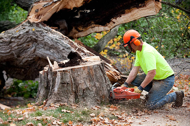 Best Tree Health Inspection  in Brookfield, WI